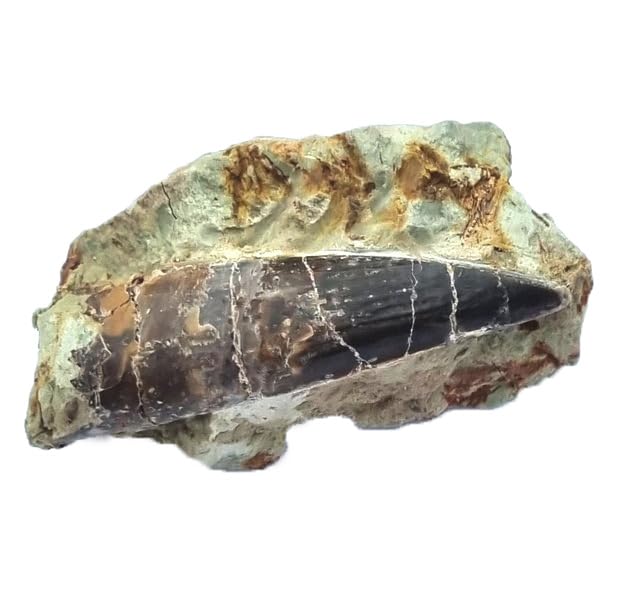 Suchomimus sp. (Diente) Fósil de Dinosaurio (Fósiles) SU6