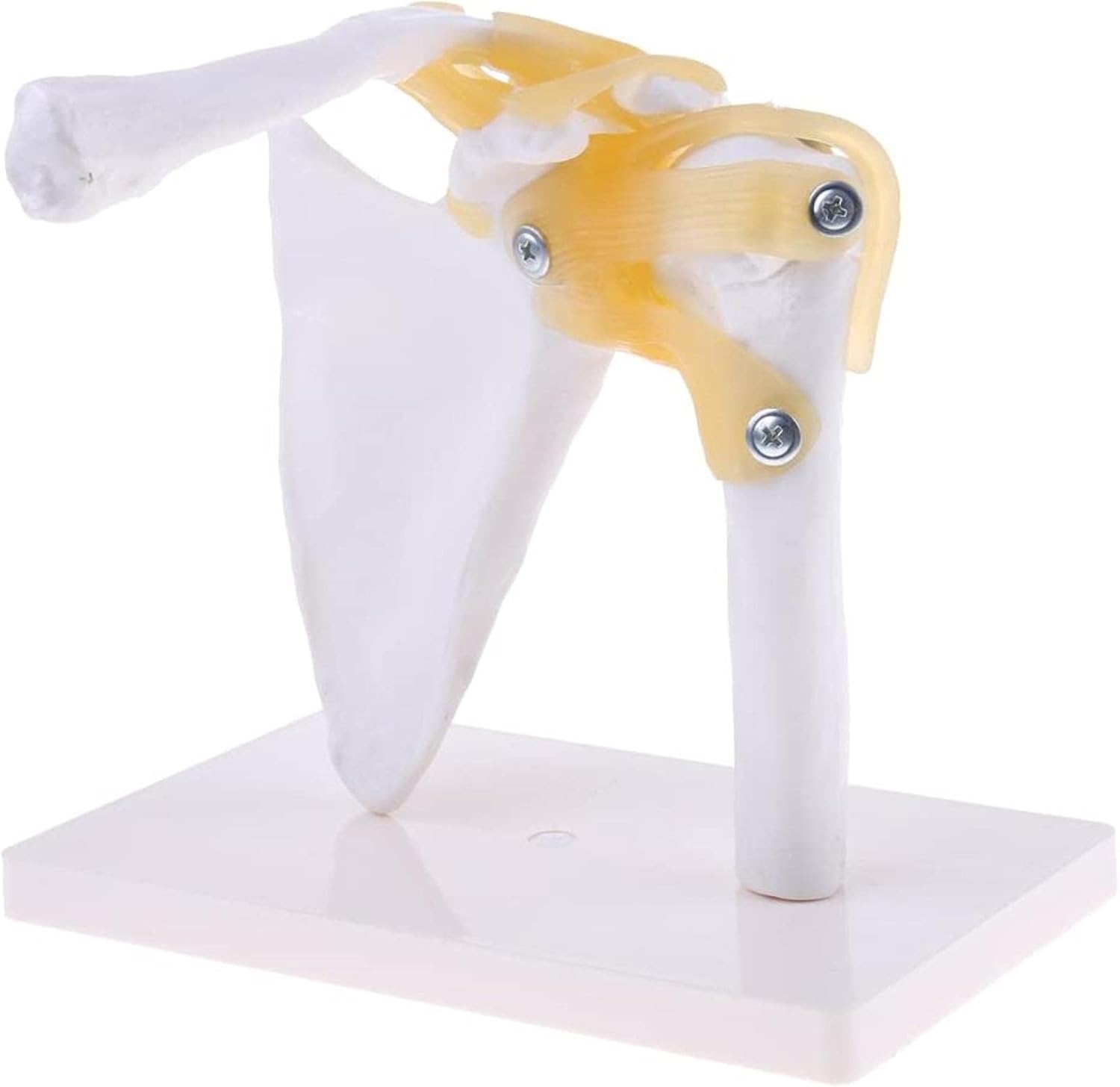 Life Size Shoulder Joint Anatomy Model with Ligaments for Science