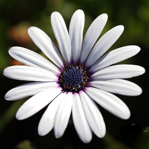 Image of Dimorphotheca Flower Seeds Pack of 50 Plus Seeds White Daisy African Daisy Seasonal Flower Seeds for Home Garden Balcony Pots Outdoor Gardening (Dimorphotheca white)