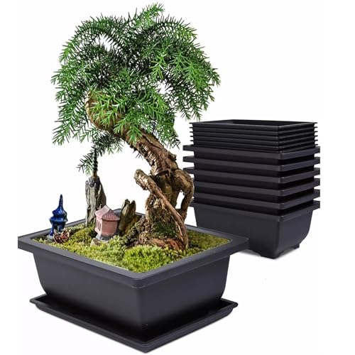 Alleshelfer Bonsai Schale, Bonsaischalen, 6 Stück Wiederverwendbar Bonsaischale mit Tabletts, Kunststoff Bonsai Töpfe Pot Blumenpot für Gärten, Wohnzimmer, Fensterbänken (12cm quadratischer Becken) Alleshelfer Bonsai Schale, Bonsaischalen, 6 Stück Wiederverwendbar Bonsaischale mit Tabletts, Kunststoff Bonsai Töpfe Pot Blumenpot für Gärten, Wohnzimmer, Fensterbänken (12cm quadratischer Becken)
