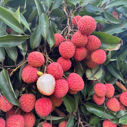 Semillas de lichi, Litchi chinensis, de jardin de lichi resistente, comprar arboles columnares huerta exóticas resistentes 20pcs