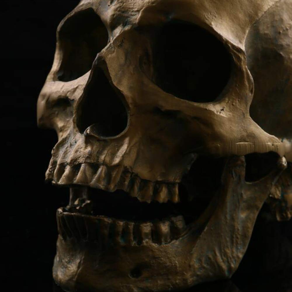 Modèle Anatomique, Modèle de crâne médical Matériel de résine Skull Humain Modèle Anatomique, Halloween Squelette Squelette Enseignement médical Aide, Halloween
