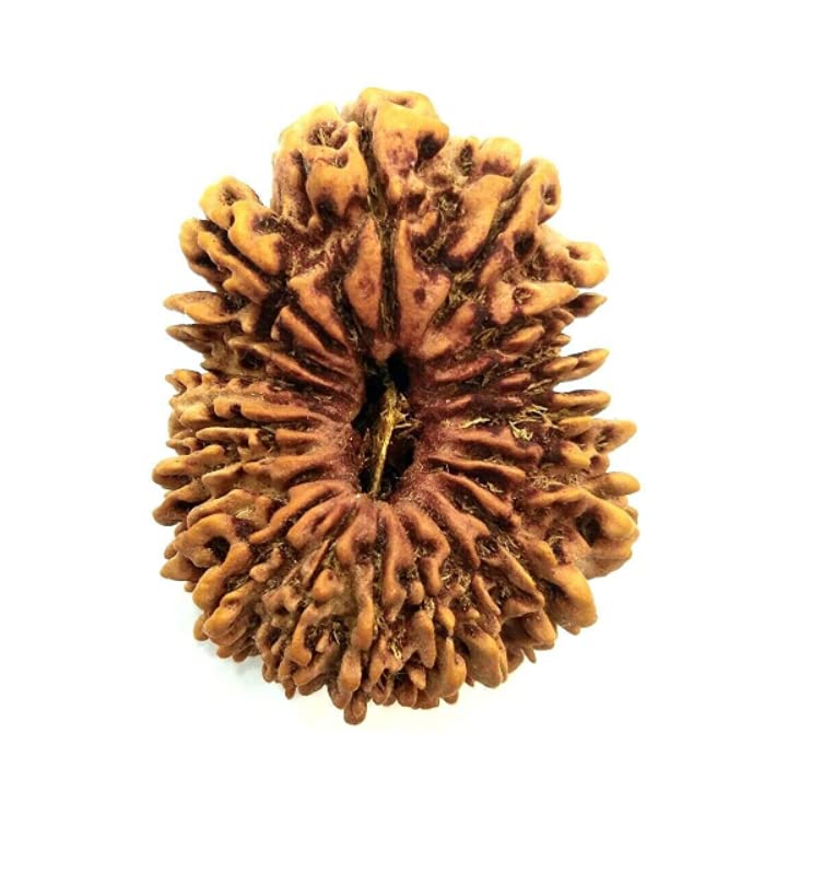 19 Mukhi Rudraksha 19 Mukhi Original Certified Nepali 27mm 19 Face Rudraksha Original Nepal 19 मुखी रुद्राक्ष उन्नीस मुखी रुद्राक्ष Nineteen Mukhi Rudraksha Unnis Mukhi-image-44