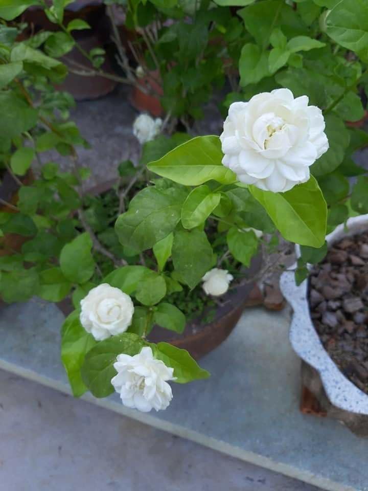 Image of Live Jasminum Sambac 'Butt Mogra' |Jasmine Plant | Aromatic Flower Plant For Home Garden With Pot (MOGRA PLANT)