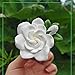 Quintathletic Car Air Vent Clip Decorations - Vehicle AC Outlet Accessories for Interior Styling Gift for Sister's mom teacher