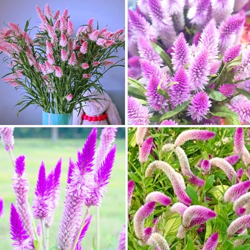 Mixrug Mix Plumed Cockscomb Seeds for Planting, 1000pcs Perennial Feather
