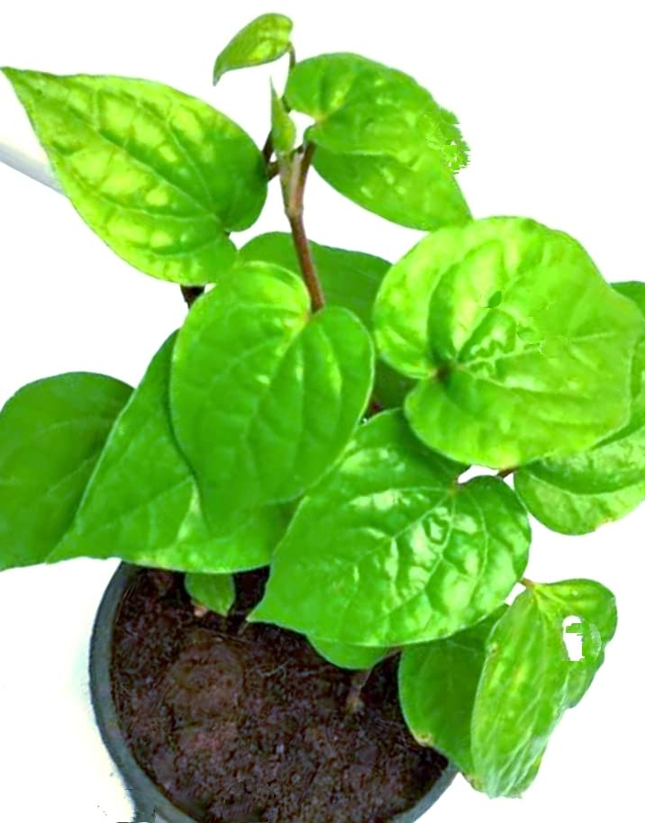 NATURE WORLD PREMIUM ORGANIC AYURVEDIC DESI BETEL LEAF TAMALAPAKU PAN LEAF HEALTHY LIVE PLANT (B0BPPGJLDS) Amazon Price History, Amazon Price Tracker