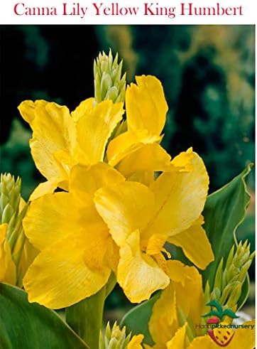 3 Beautiful Yellow King Humbert Flowering Canna Lily Fresh Top Size Rhizomes/Bulb/Plant