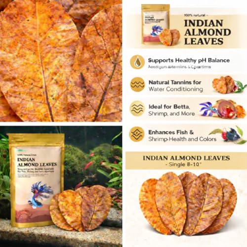 Image of Premium Indian Almond Leaves. 40 Leaves 8-10 inchs. Catappa Leaves Rich in Tannin. Vacuum Packet. Awsome Aquarium Decorations (Large).