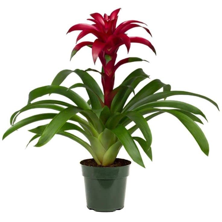 Bromelia Guzmania con Flor Roja | Planta ± 50cm | Planta Natural de Interior | Planta con Flores Rojas