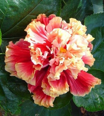 Nursery Live Rare Hybrid Hibiscus (Code NLH08) Live Plant in Polybag (B09JZS8STT) Amazon Price History, Amazon Price Tracker
