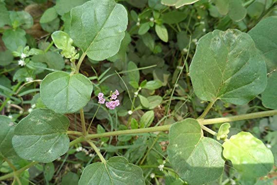 Roohi Plant Punarnava Natural Root (Pack of 1) (B0BQ6YLRC5) Amazon Price History, Amazon Price Tracker