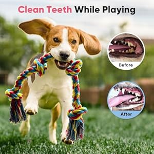 Petbobi Dog Ropes for Aggressive Chewers  2 Pcs Indestructible Dog Chew Toys 100 Cotton Tug of War Rope Dog Toy for Small Medium Dogs Interactive Dog Rope Toy for Teeth Cleaning  Cucciolini Doodles Petbobi dog ropes for aggressive chewers  2 pcs indestructible dog chew toys 100 cotton tug of war rope dog toy for small medium dogs interactive dog rope toy for teeth cleaning   cucciolini doodles