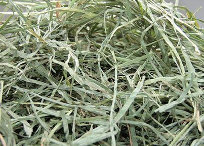 牧草市場 USチモシー 2番刈り 牧草 ソフトタイプ 5kg （うさぎ・モルモットなどの牧草）