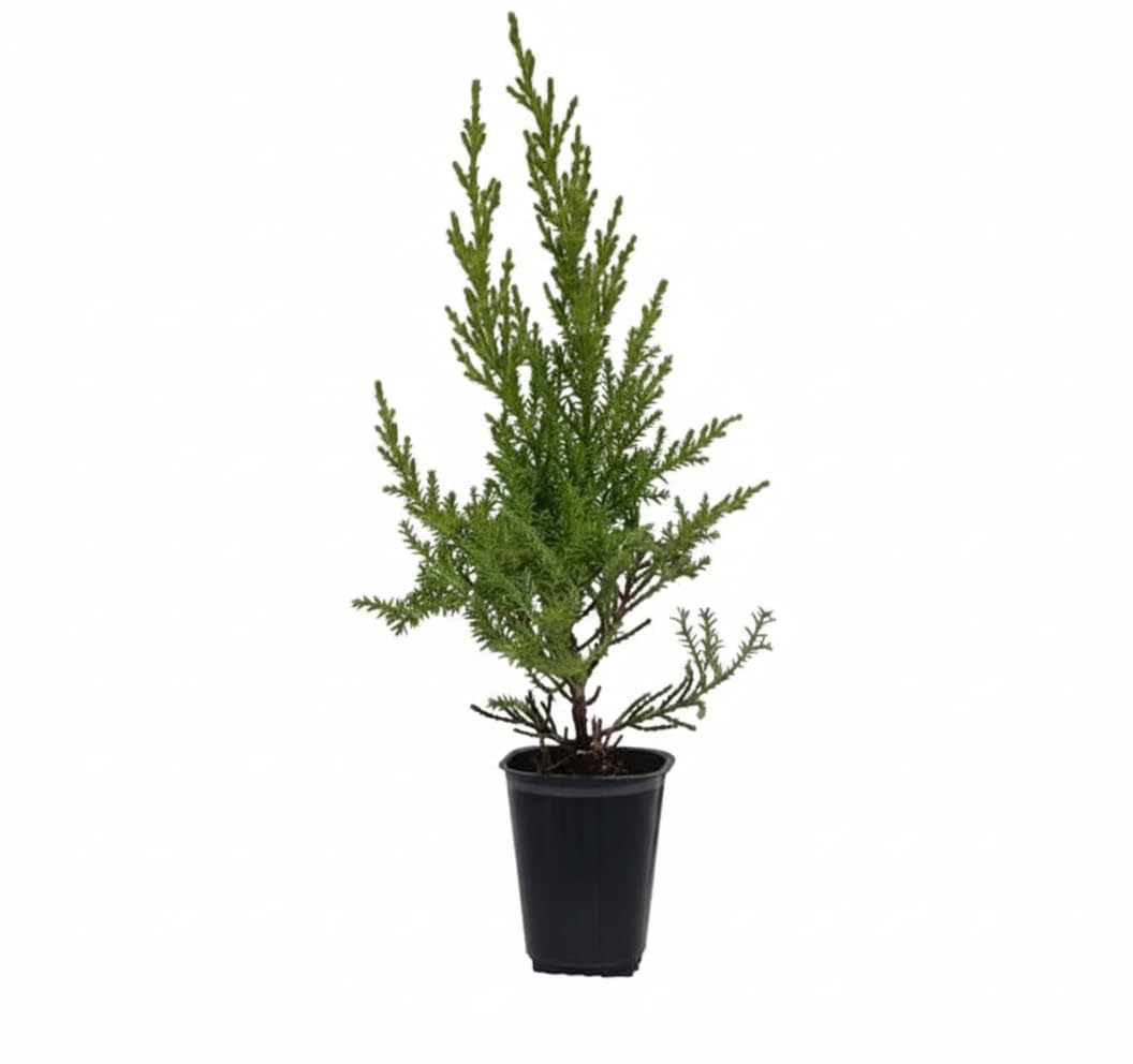 50 Uds Plantas de Ciprés Macrocarpa Goldcrest (10-20 cm) – Para Seto Frondoso – Crecimiento Rápido – Jardín y Valla Natural