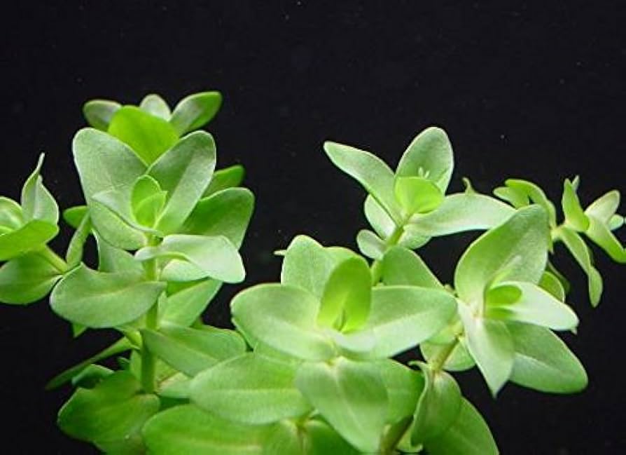 Amazon.co.jp: (水草）ウォーターバコパ （5本）無農薬 無害虫