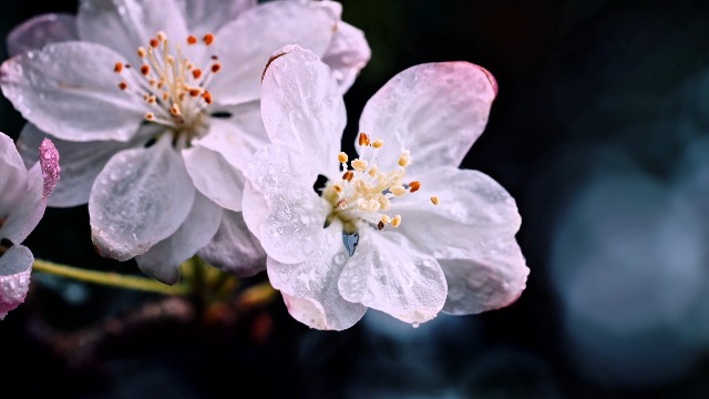 Amazon.co.jp: Brightin Star 60mm F2.8 大口径 2X マクロ MF 単焦点