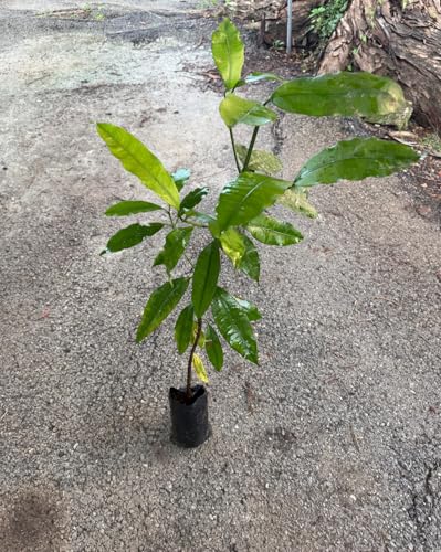 Big Exotic Mangosteen Purple (Garcinia Mangostana) Mangostan Tropical Live Fruit Tree (16”-24”)