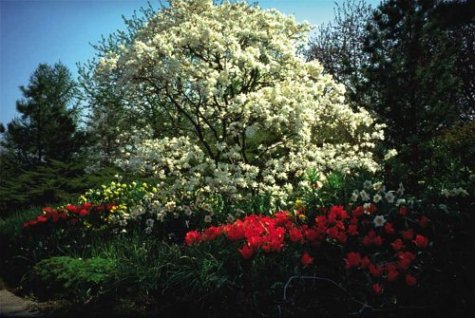 Continuous Color: A Month-By-Month Guide To Shrubs And Small Trees For The Continuous Bloom Garden #TOP3