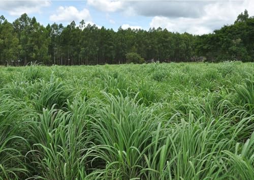 Capim Agropogon 1kg Semente