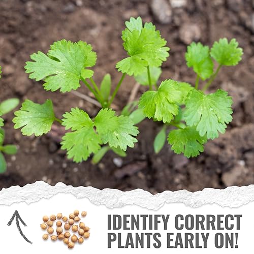 Seed Needs Cilantro Seeds for Planting Coriander Kitchen Herbs - Non-GMO Heirloom & Untreated - Grow a Home Grown Herb Garden Indoors or Outdoors (1 Pack) - Image 5