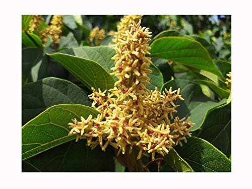 Food Wrapper Tree, Mallotus japonicus, Hardy Ornamental Shrub or Small Tree, Rarely Offered, Great for UK Climate, 20-30cm Plant in a 8cm Pot