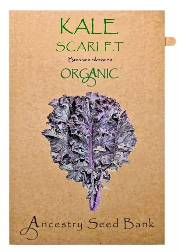 Organic Kale ❁ Scarlet ❁ 100 Seeds Heirloom - Non GMO