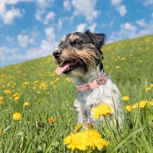 Unique style paws Rosa Rose Hundehalsband Geschirre Halsbänder & Leinen für Halsband Hund Breit Fliege Kette Hund Dog Collar Zughalsband Geschenke für Kleine Mittlerer Große Hunde XS