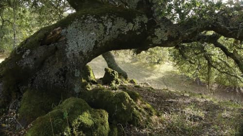 Merlin: Prophesy from the Forest