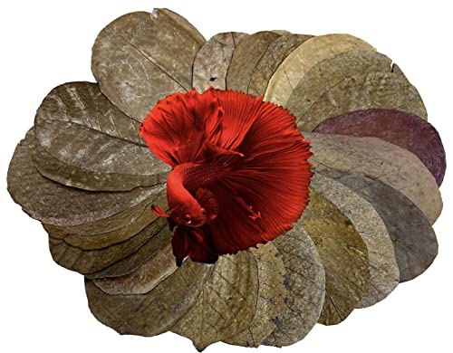 Image of Awesome Aquatic Catappa Indian Almond Leaves, 30 Count, 4-6 Inch | Natural Catappa Indian almond leaves for bettas, shrimp & fish. Releases tannins for blackwater aquariums and habitats.