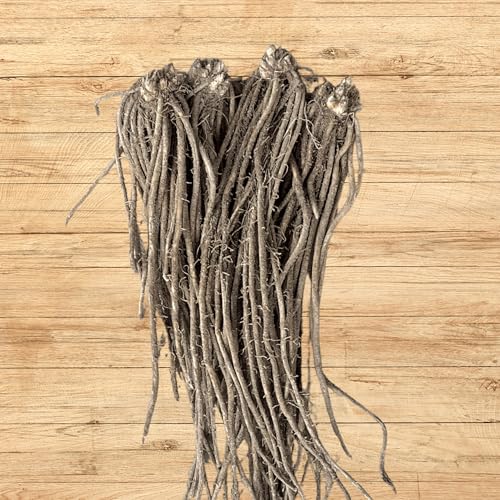 Atlas Asparagus Crowns - 2 Year Roots - Vigorous and High Yielding - Hybrid Asparagus Variety from Hand Picked Nursery (5)