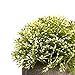 Velener White Mini Artificial Plant Topiary Ball Pot Set- Magnolia Flowers Cottagecore Decor Indoor Plant Shelf Home Office Small Desk Decorations Green Room Accessories Bathroom Kitchen Counter Aloe