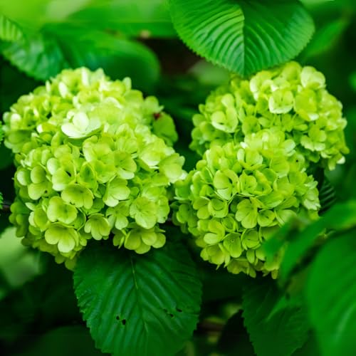 Image of M-Tech Gardens Hydrangea Flowering Plant (Green, Hybrid) Exotic 1 Live Flowering Plant