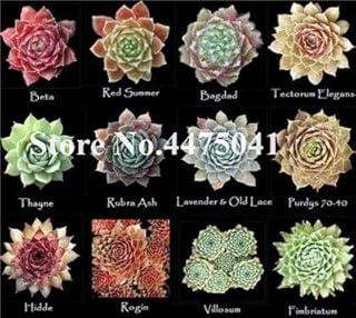 Seeds. New House Bonsai Garden 50 pcs Rare of The Sempervivum Bonsai Succulent Mix Plants Easy to Grow Bonsai Plants Flowers vases: 20: Only Seeds
