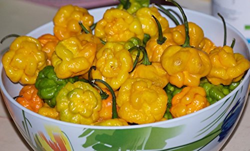 True Jamaican Scotch Bonnet Pepper (Tfm) Real Scotch Bonnet-(Fresh Pods)(1/4 Lbs)