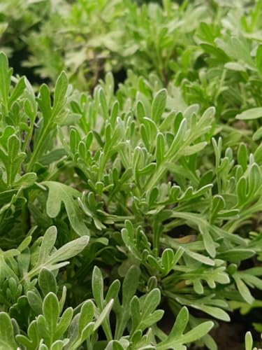 Image of live plants (LAVENDER PLANT)
