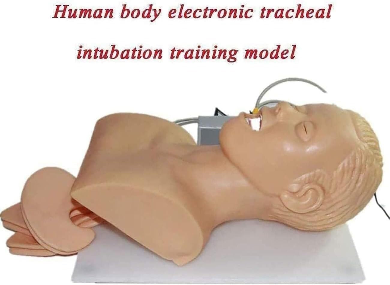 Simulatore di addestramento for la testa for intubazione tracheale for adulti Modello Trainer for la gestione delle vie aeree for intubazione nasale orale Silicone elettronico in PVC