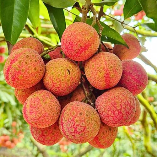 Lychee Fruit Tree, Sweet Lychee Plant Live from 12 to 18 Inches Tall, 1 Gallon Pot fot Outdoor Planting