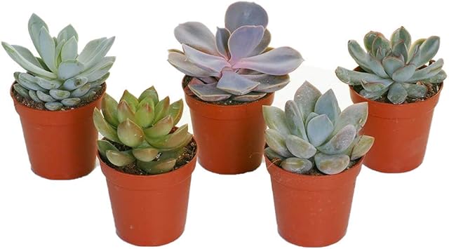 Set of Mixed Echeveria House Foliage Plants Pots Home Decorative Easy to Grow (5)