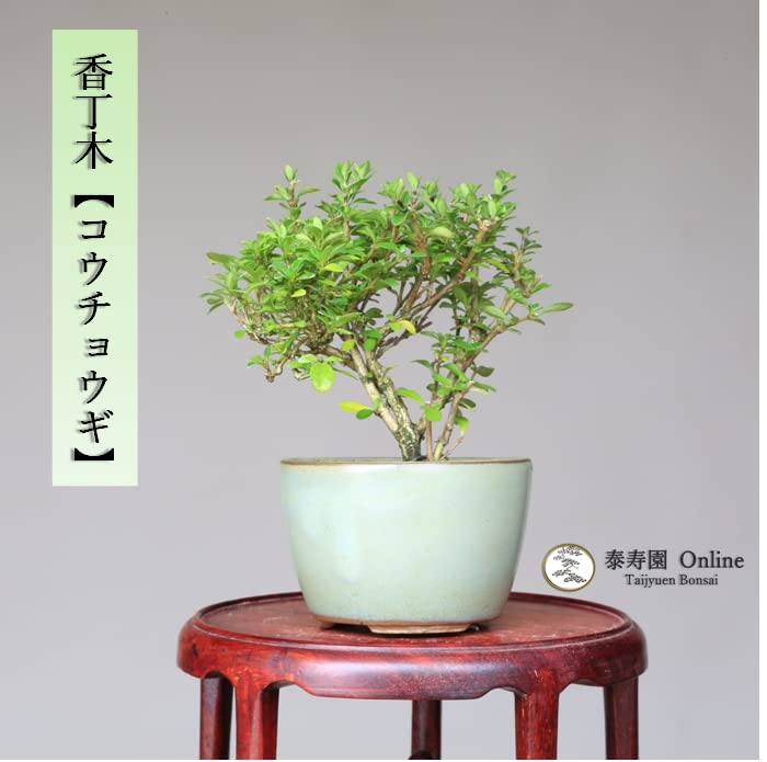 Amazon.co.jp: 香丁木【コウチョウギ】八重咲き ミニ盆栽【泰寿園