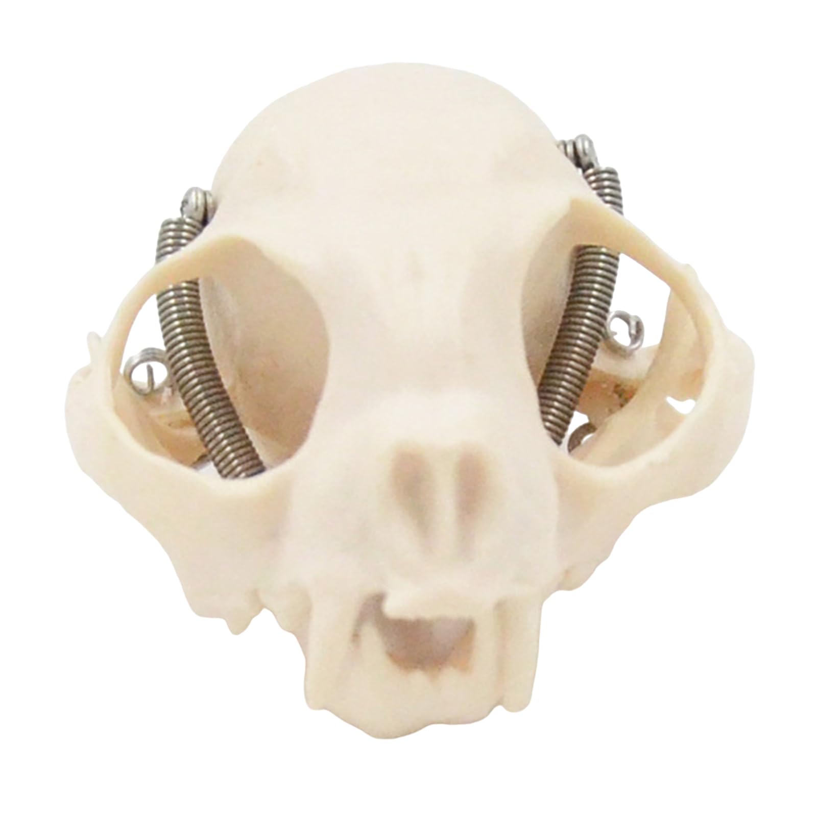 高品質！ネコの頭骨　３点セット　SKULLS UNLIMITED社 ☆即納☆高品質☆ ネコの頭骨 3点セット☆ SKULLS UNLIMITED社 - 頭骨