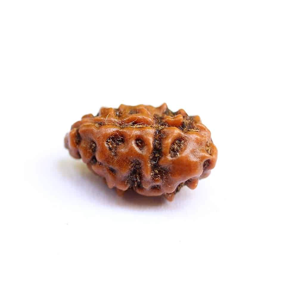 Sharvgun Naturalny oryginalny Rudraksh 1 Mukhi Rudraksha indonezyjska Rudraksha 10 mm-11 mm certyfikat laboratoryjny Rudraksha dla mężczyzn i kobiet luźne koraliki Rudraksha