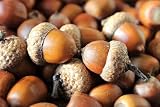 20 White Oak Acorn Seeds Shingle Oak Acorns Seeds Autumn Acorn Live Oak Seeds hingle Oak Acorn Tree