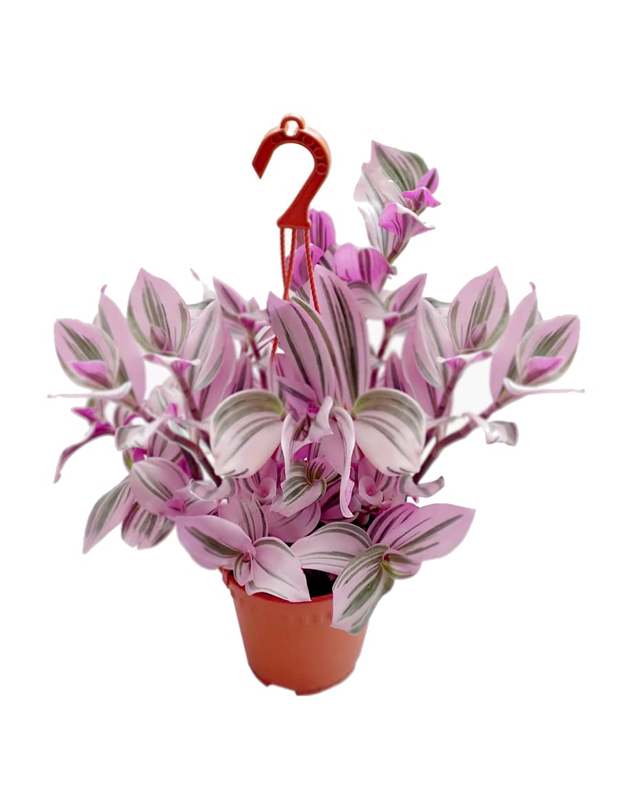 Planta con Colgador Tradescantia Albiflora Nanouk Natural