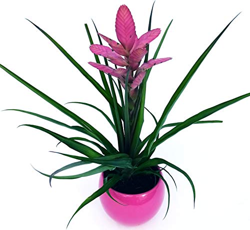 POWERS TO FLOWERS - TILLANDSIA CYANEA ANTONIO IN VASO CERAMICA FUCSIA SFERICO, pianta vera