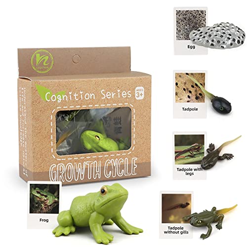 Montessori Life Cycle Animal Figures with Flash Cards, Realistic Animal Plant - Bild 45 von 71