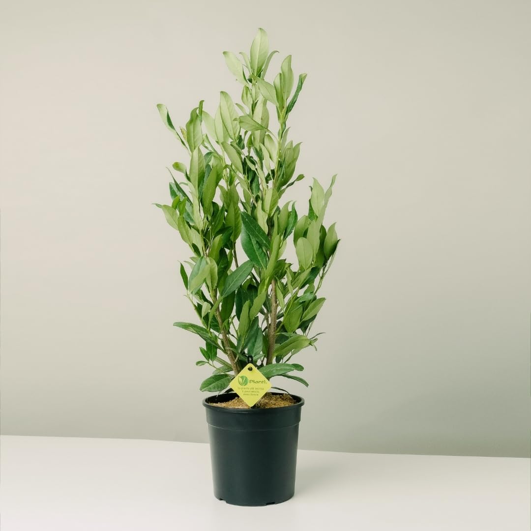 PRUNUS LAUROCERASUS (HERBERGII). Lauroceraso sempreverde, vaso da 19 cm. Piante vere per esterno con fogliame denso e lucido. 6 mesi di concimazione inclusi.