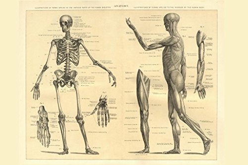 Human Anatomy Skeleton and Muscles of the Body Educational Chart Cool Wall Art Print Poster 36x24