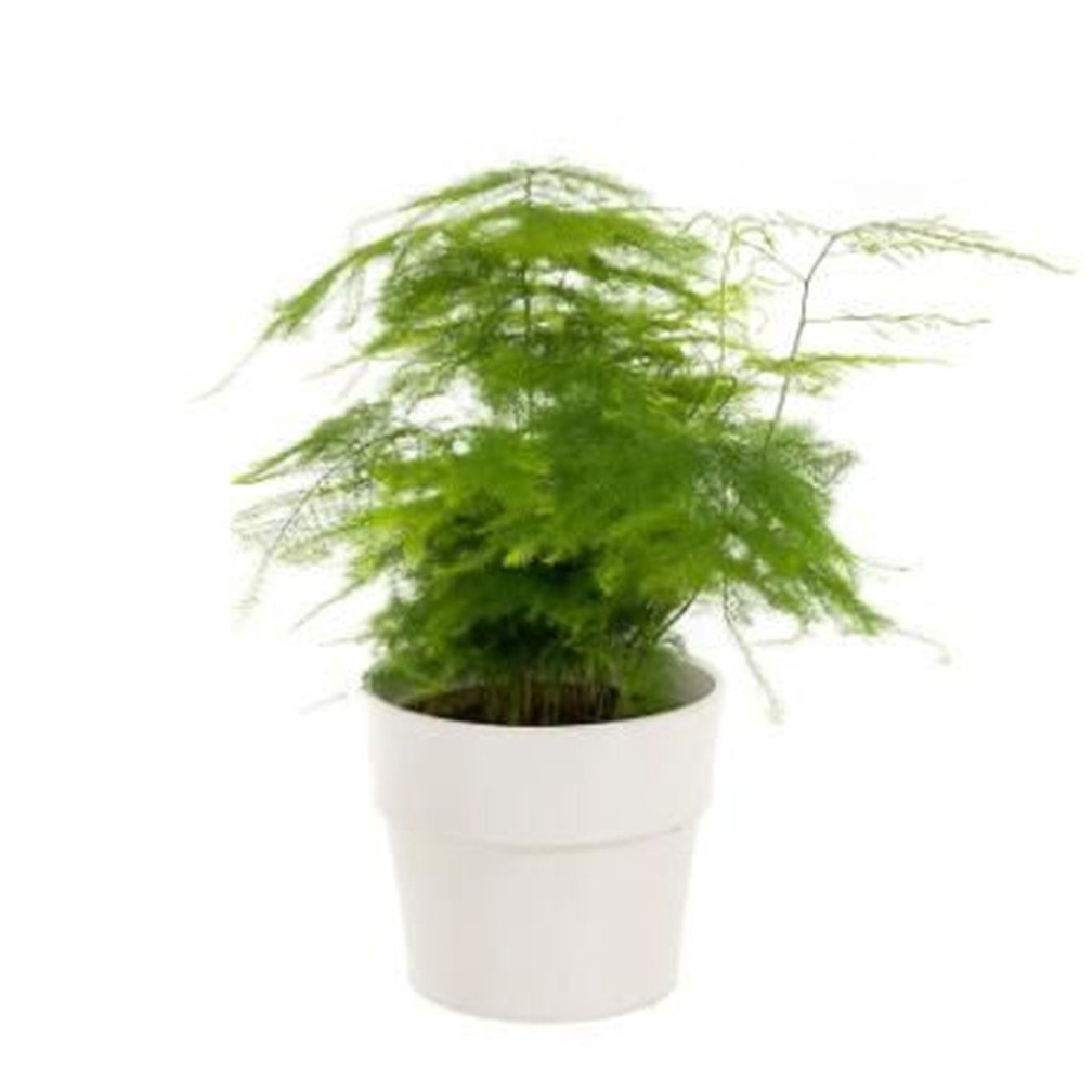 25 Asparagus Semi Plumosa Lace felce