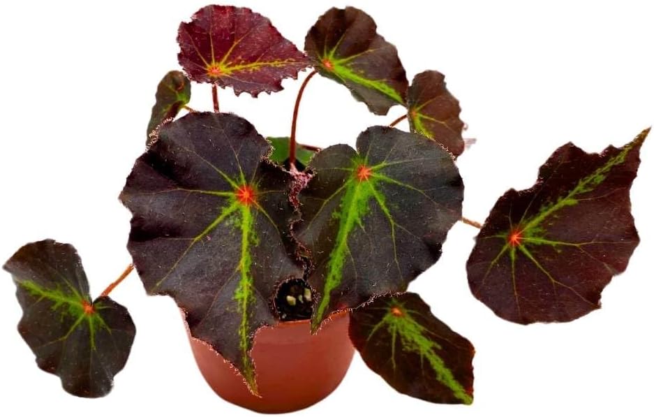 Harmony Foliage Begonia Boyfriend, 4 inch Rhizomatous Rhizo Dark Purple Green Streaks Red Dot